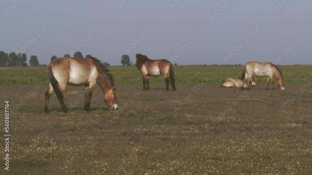 Wildlhorses Przewalski's Horse Hungary Wildlhorses Przewalski's Horse Hungary