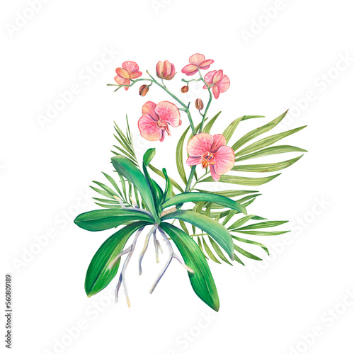 Watercolor bouquet with orchid and tropical branches of hovea. An exotic houseplants. Tropical orchid. Botanical illustration of a flower. Flower arrangement for print, invitation design, pack, spa.