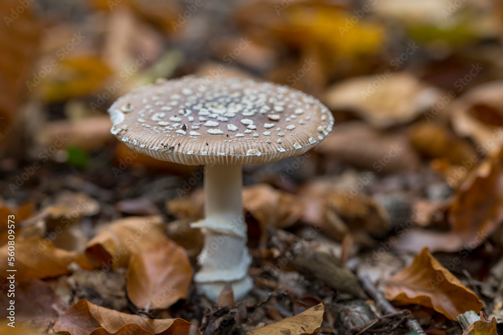 Panther Cap (Amanita pantherina) amidst autumn leaves on the forest floor Panther Cap (Amanita pantherina) amidst autumn leaves on the forest floor