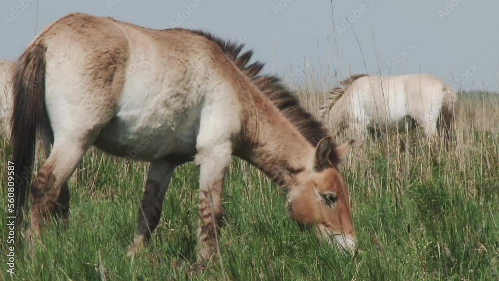 Przewalski's Horse Wildhorse In The Lowland At Late Afternoon Hungary Przewalski's Horse Wildhorse In The Lowland At Late Afternoon Hungary