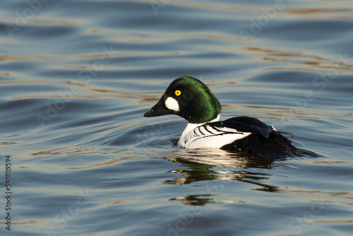 Common Goldeneye (Bucephala clangula) drake swimming in a lake