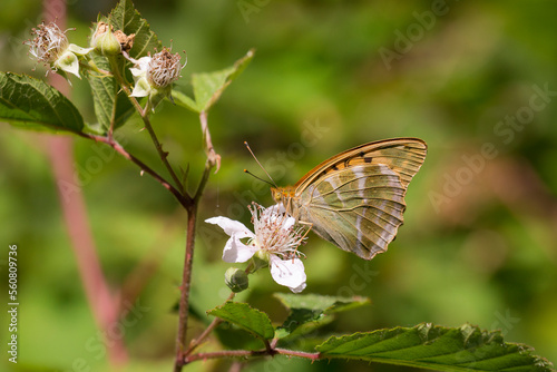 Silver Washed Fritillary (Argynnis paphia) female with closed wings drinking nectar from Blackberry (Rubus fruticosa)