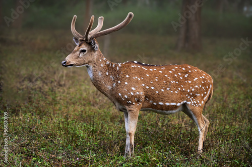 Spotted Deer in the woods © Riyas