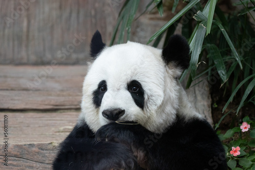 Funny Pose of Panda while eating bamboo