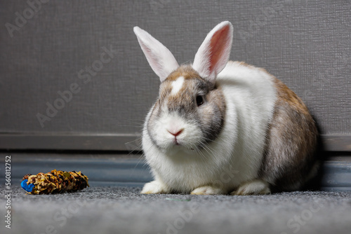 Cute beautiful domestic rabbit near the special rabbit treat. Background with selective focus