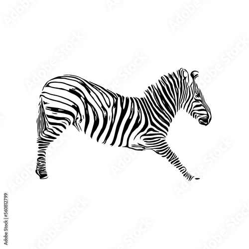 sketch of a zebra drawing with a transparent background