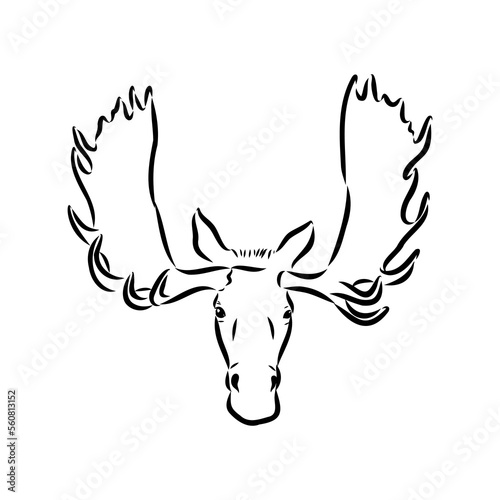 Vector hand drawn illustration of a moose isolated on a white background. A sketch of animal in engraving style.