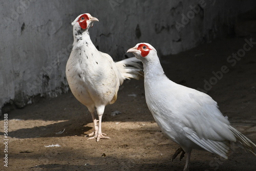 rooster in the farm