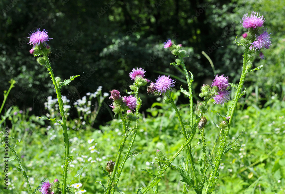 Thistle (Carduus acanthoides) grows in nature in summer Thistle (Carduus acanthoides) grows in nature in summer