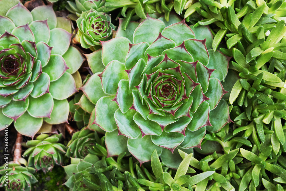 Macro shot of green succulents houseleek Macro shot of green succulents houseleek