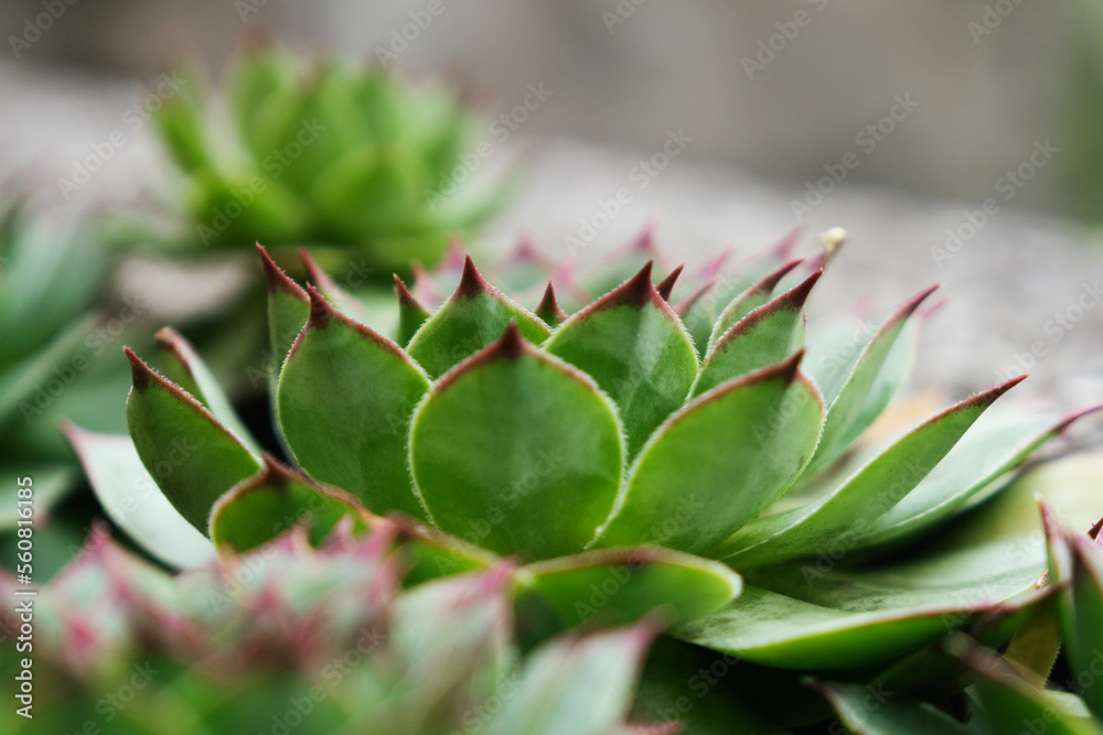 Macro shot of green succulents houseleek Macro shot of green succulents houseleek