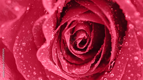 Vibrant fresh close up isolated beautiful macro rose water drops.