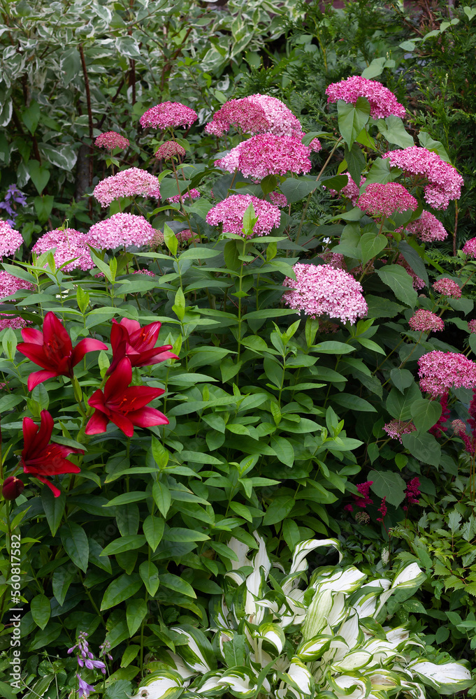 hydrangea pink anabel in garden design .Nearby crimson astilbes,variegated hosta,lilies OT hybrids. High quality photo