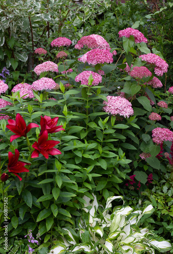 hydrangea pink anabel in garden design .Nearby crimson astilbes,variegated hosta,lilies OT hybrids. High quality photo