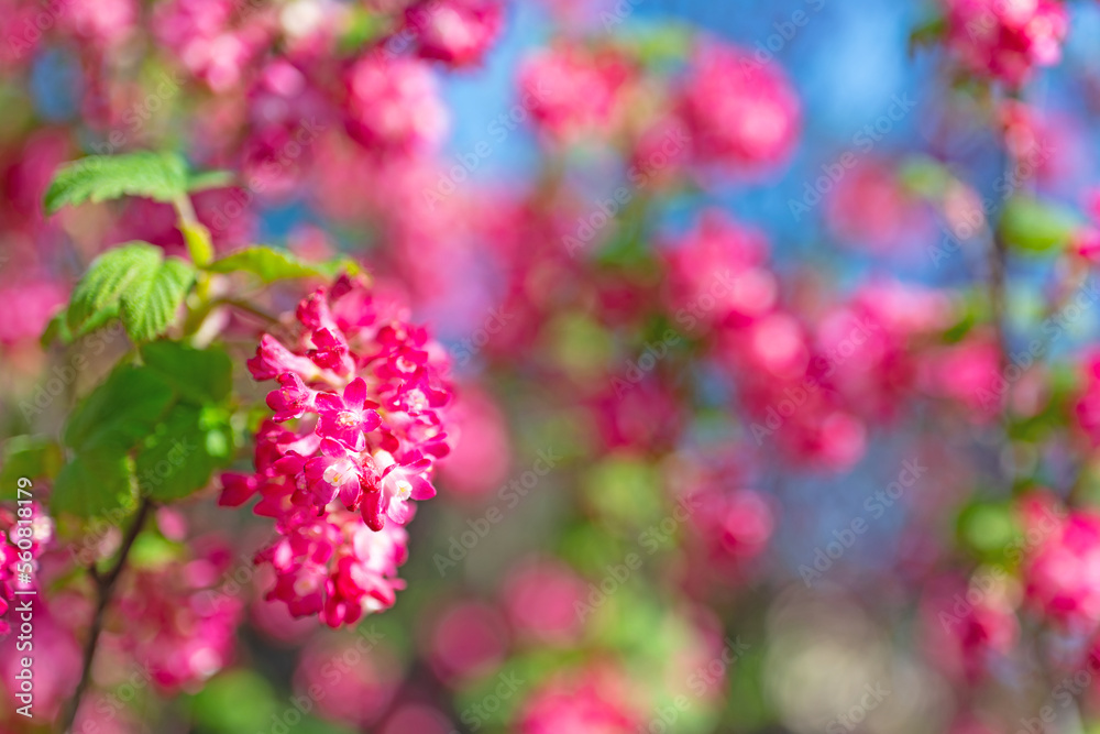 Blühende Blut-Johannisbeere, Ribes sanguineum, im Frühling Blühende Blut-Johannisbeere, Ribes sanguineum, im Frühling
