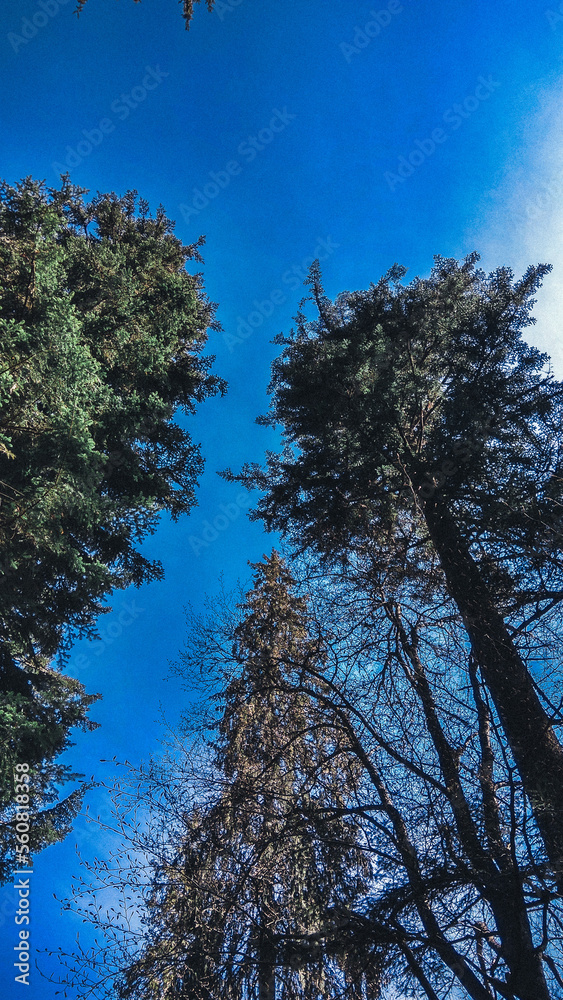 Fototapeta premium Pines of the Carpathians against the backdrop of a beautiful calm sky