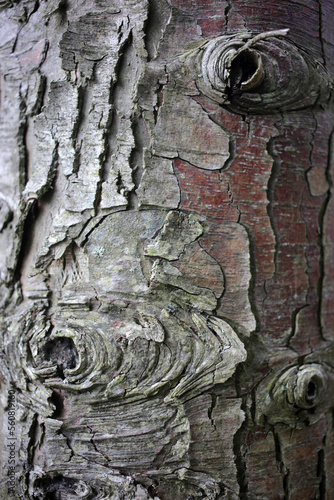 Tree trunk details - Applecross estate - Highlands - Scotland - UK