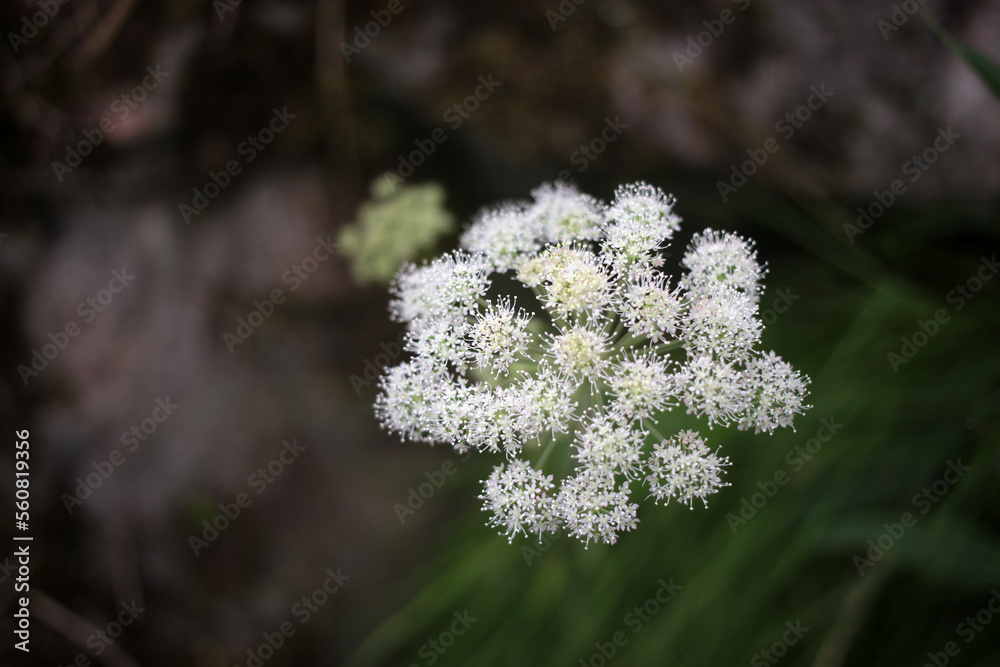 Apiaceae covered with insects - Umbelliferae - aromatic flowering plant - Umbellifers Apiaceae covered with insects - Umbelliferae - aromatic flowering plant - Umbellifers