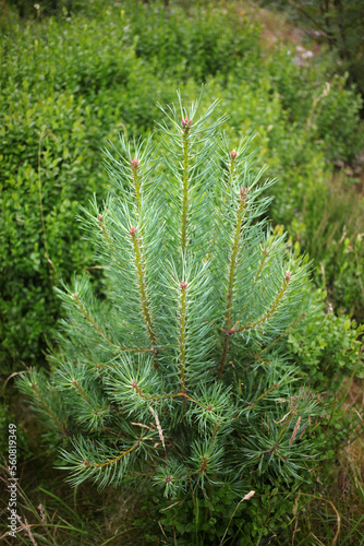 Young pine tree in a regeneration forest - Scotland - UK