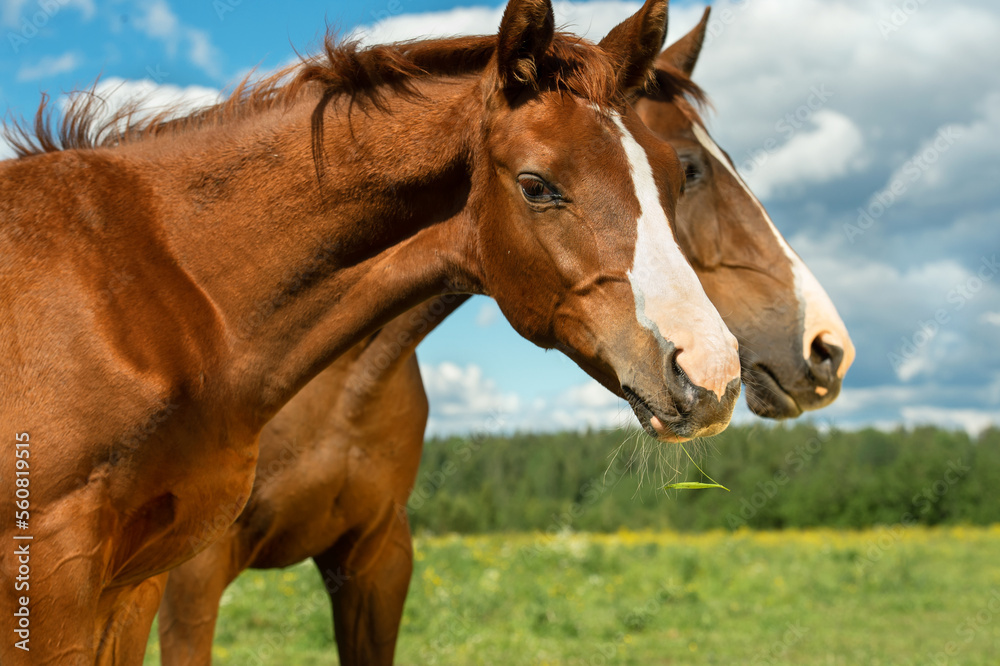 portrait of beautiful chestnut sportive colt in meadow with his mom. sunny summer day portrait of beautiful chestnut sportive colt in meadow with his mom. sunny summer day
