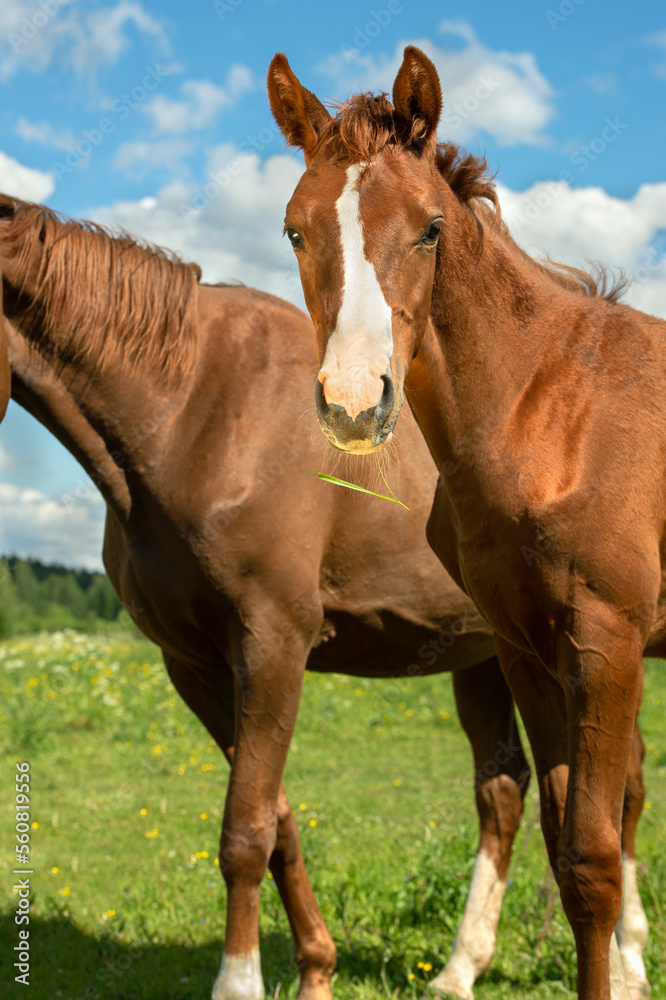 portrait of beautiful chestnut sportive colt in meadow with his mom. sunny summer day portrait of beautiful chestnut sportive colt in meadow with his mom. sunny summer day