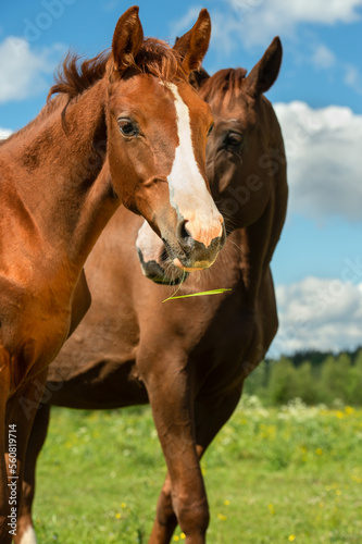 portrait of beautiful chestnut sportive  colt  in meadow with his mom.  sunny summer day © anakondasp