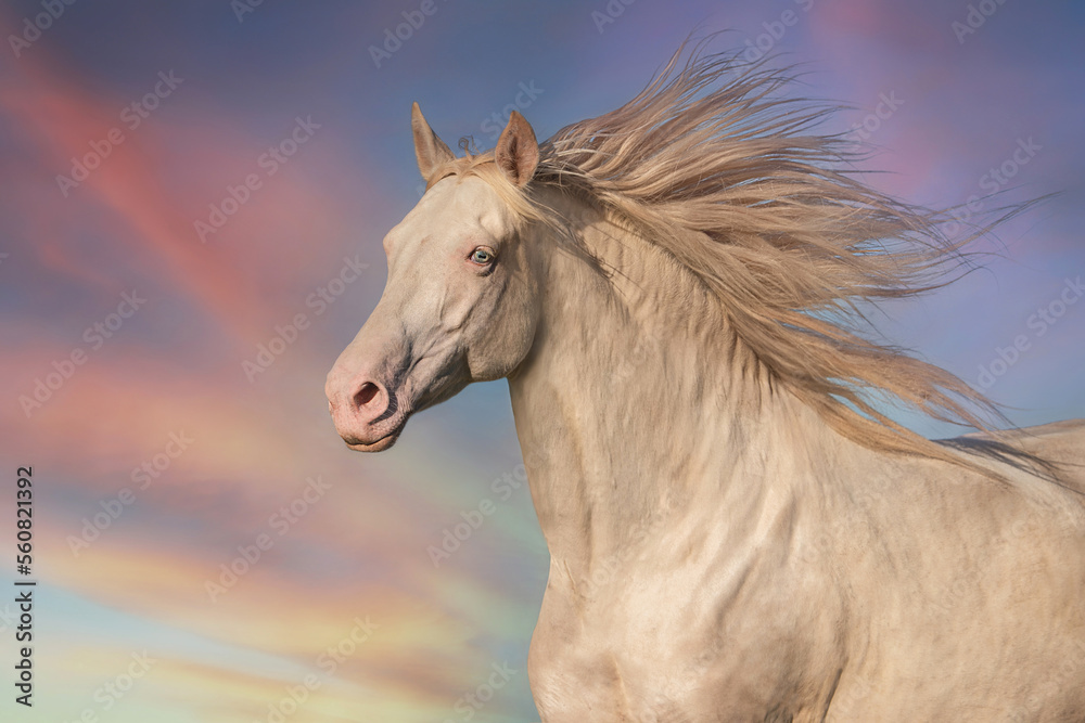 Obraz premium Perlino andalusian breed horse running on the background of the sky