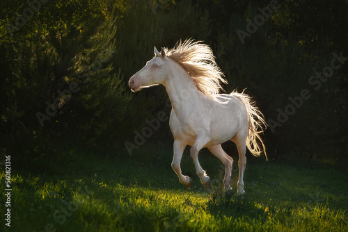 Beautiful perlino andalusian horse running photo