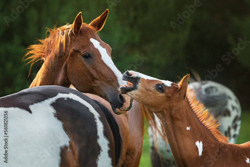 Photos Little foal clacking to adult horse