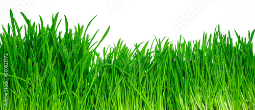 Green grass with dew water drops, isolated on transparent background. Sprouted oats. Png file with transparency.