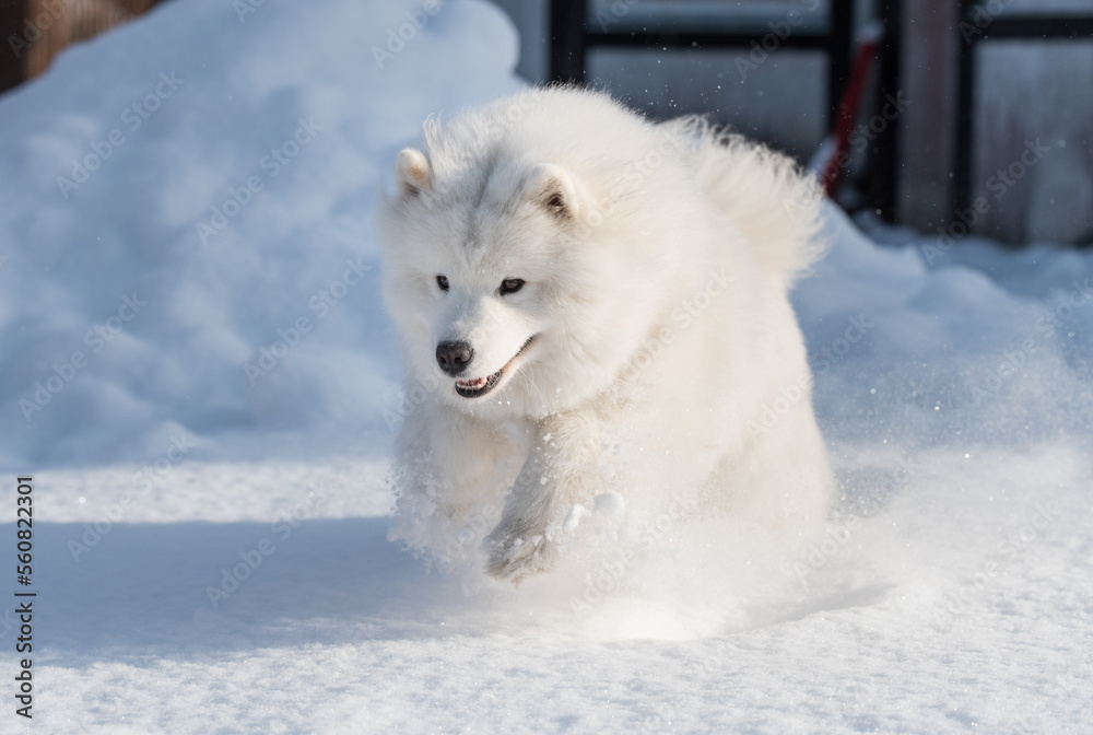 Fototapeta premium Samoyed white dog is running on snow outside