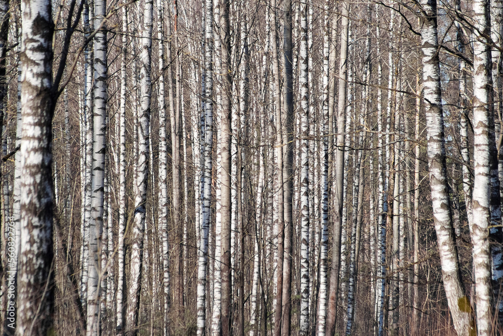 forest background, in the photo birch forest in autumn close-up forest background, in the photo birch forest in autumn close-up