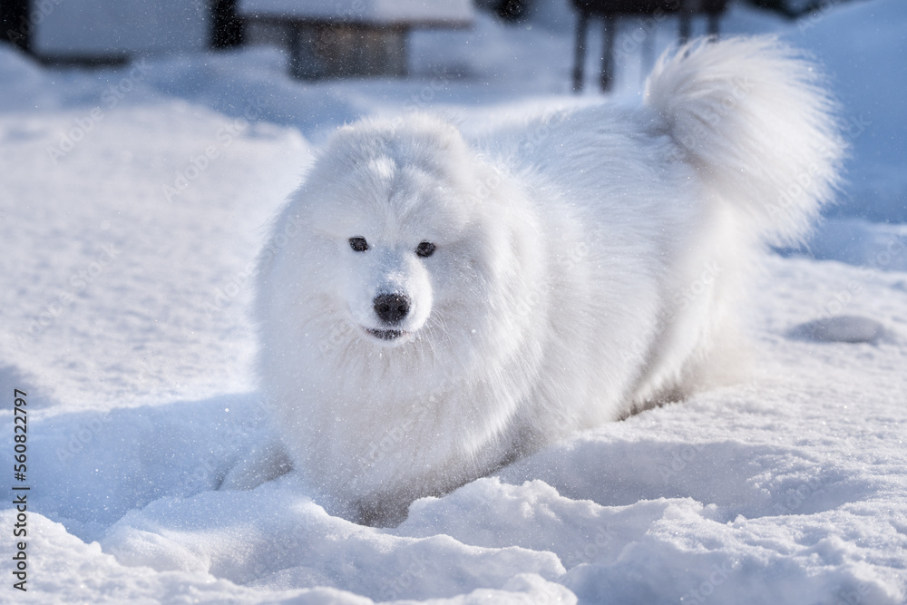 Samoyed white dog is running on snow outside Samoyed white dog is running on snow outside
