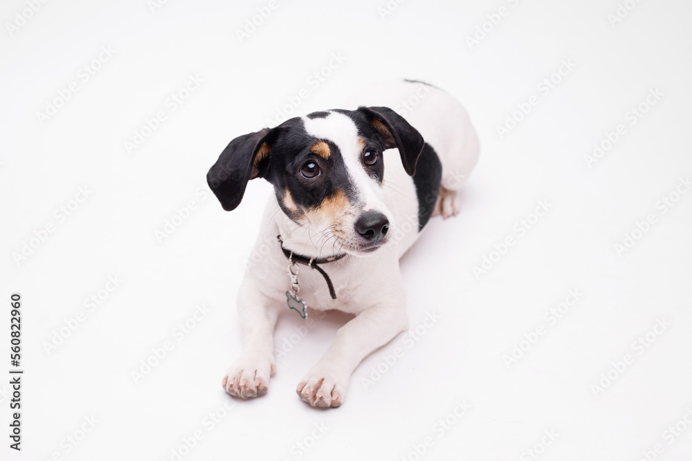 Portraite of adorable, happy puppy of Jack Russell Terrier. Cute smiling dog on white background. Free space for text. Portraite of adorable, happy puppy of Jack Russell Terrier. Cute smiling dog on white background. Free space for text.