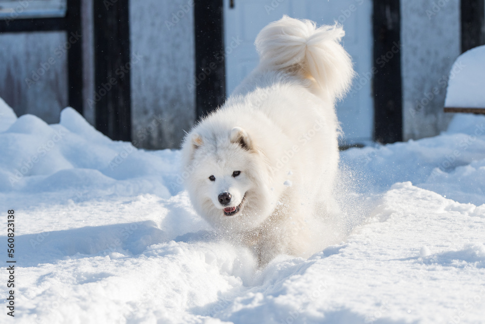 Samoyed white dog is running on snow outside Samoyed white dog is running on snow outside