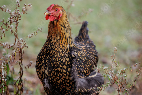wyandotte hen
