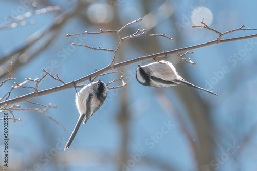 Obraz na płótnie A pair of long-tailed tit (Aegithalos caudatus) feeding on a branch in winter woodland in a giometric pose. Italian Alps, Piedmont. w salonie