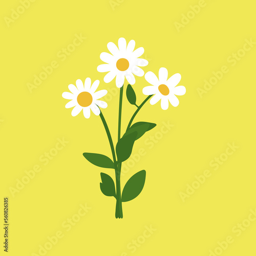 Bouquet of white field daisies on a bright background. First spring flowers.