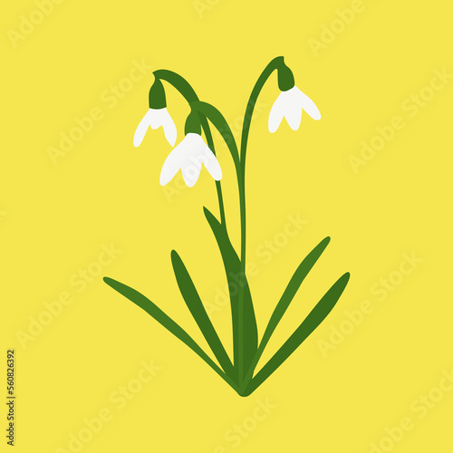 Several snowdrop flowers. First spring flowers. Vector illustration in flat style.