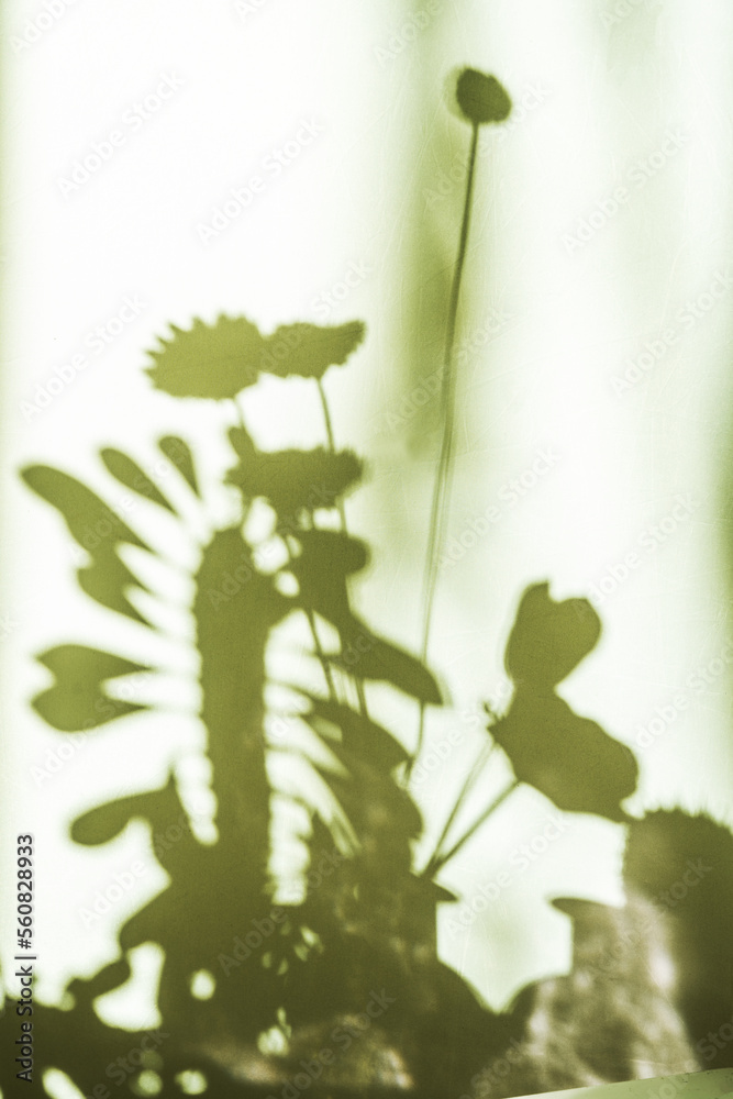Naklejka premium Shadows of plants and flowers on a white wall