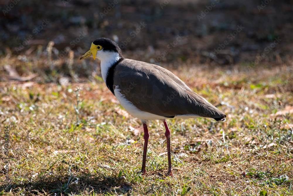 Australian Masked Lapwings (Vanellus miles) Australian Masked Lapwings (Vanellus miles)