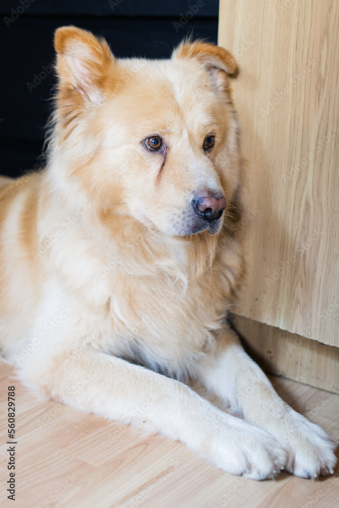 A nice beige dog sitting at the floor A nice beige dog sitting at the floor