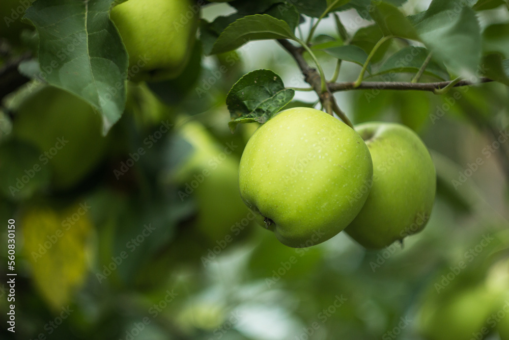 Golden Delicious. Fresh green juicy apple in organic garden. Cope space for your text. Selective focus Golden Delicious. Fresh green juicy apple in organic garden. Cope space for your text. Selective focus