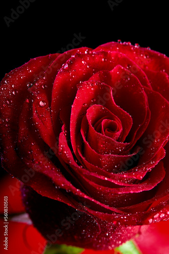 Fototapeta Naklejka Na Ścianę i Meble -  Floral background, flower of fresh wet rose with water drops, close up, macro. single one red rose, copy space. flora concept