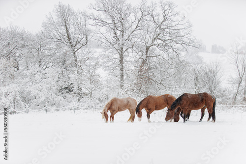 horse in the snow