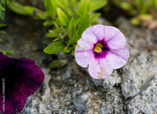 Detail of purple flower of Calibrachoa parviflora plant