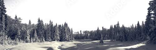Winter forest of mixed snow covered trees with small snow cover mounds in the foreground. Split tone coloring with blue and subtle yellow. The sky is transparent.