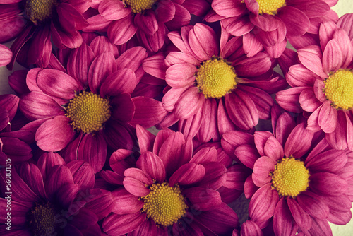 Daisy bright pink. Flowers Close-up. For design. Nature. Pink Purple Blooming Flowers. Aroma, Flora, Herbal Concept