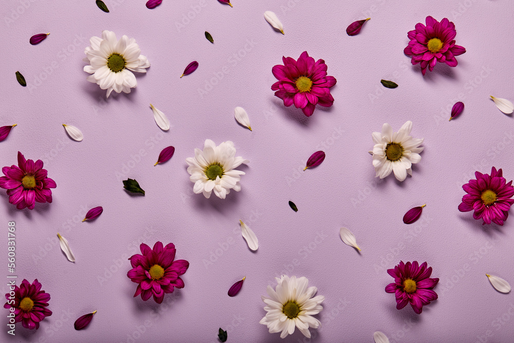 Fototapeta premium Fresh flowers composition. chrysanthemums pattern, spring and summer flowers on pink background. Flat lay, top view, copy space. blossom, flora concept