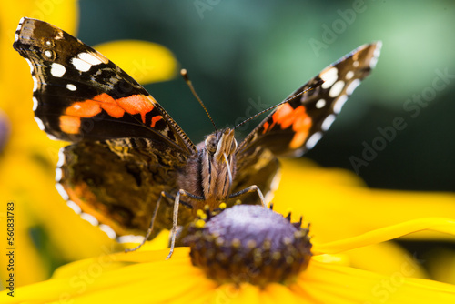 Schilderij op canvas Red Admiral butterfly having a late summer flower feast